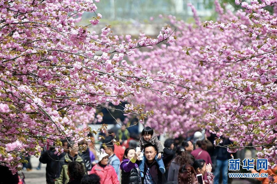 樱花盛开