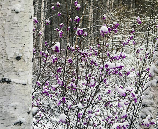大兴安岭酷夏飘雪 就是这么任性
