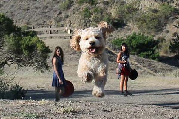 遠近法による錯視 巨大犬が地球に侵入 犬 侵入 遠近法 東北サイト日本語