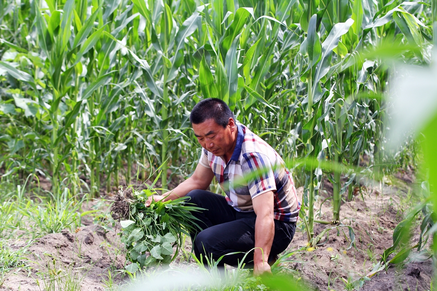 除草是农民的基本功,只有勤快人才能当好农民