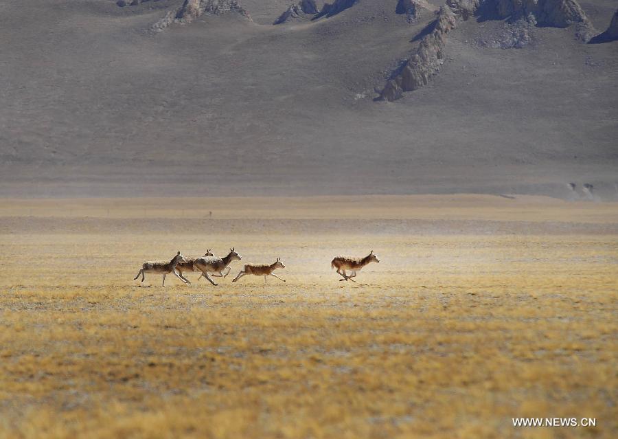 Tibetan antelopes [Photo/Xinhua]
