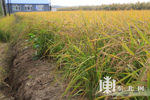 东北网舆情频道 地市舆情 哈尔滨 东北旱稻—旱香1号,2号,因北方黑