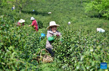 В чайных садах по городу Хэфэй начался сезон сбора урожая