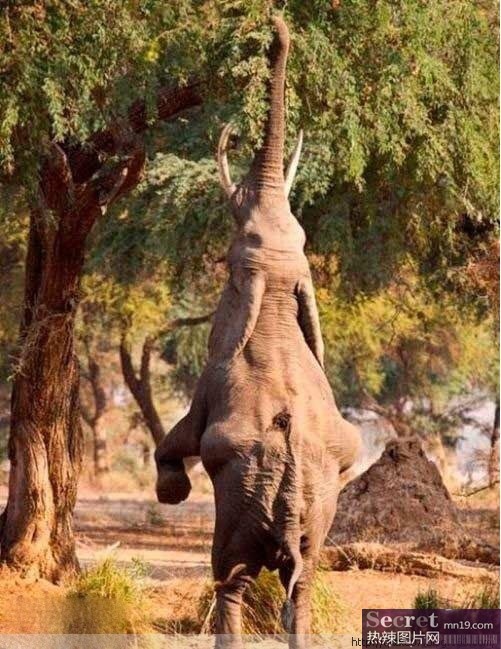 Have fun with elephant