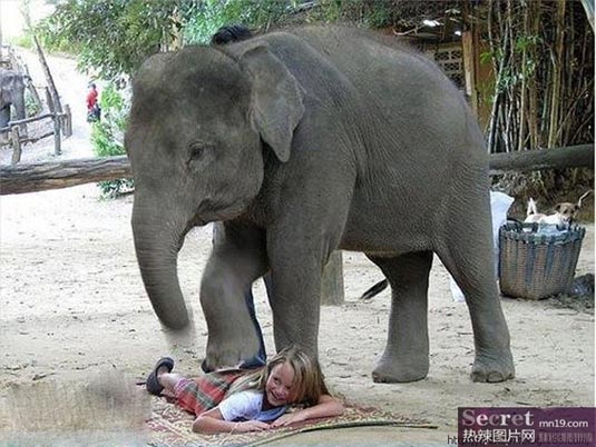 Have fun with elephant