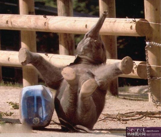 Have fun with elephant
