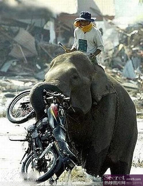 Have fun with elephant