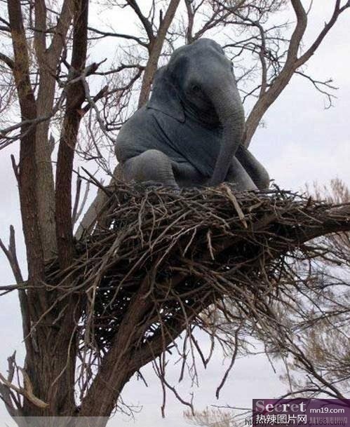 Have fun with elephant