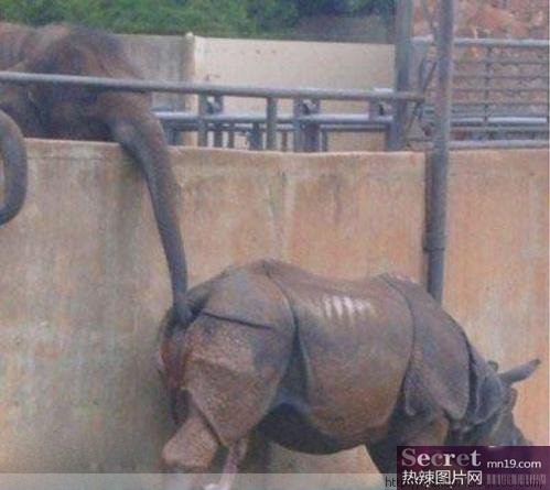 Have fun with elephant