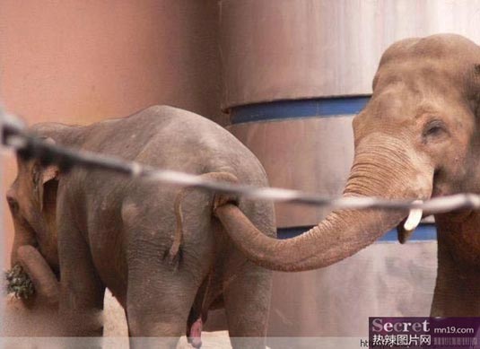 Have fun with elephant