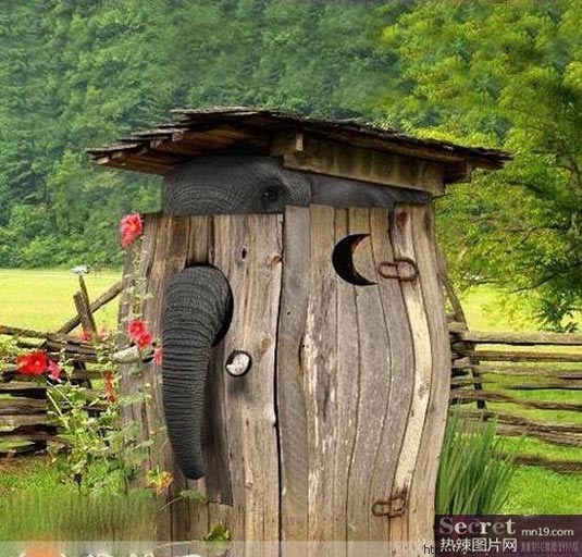 Have fun with elephant