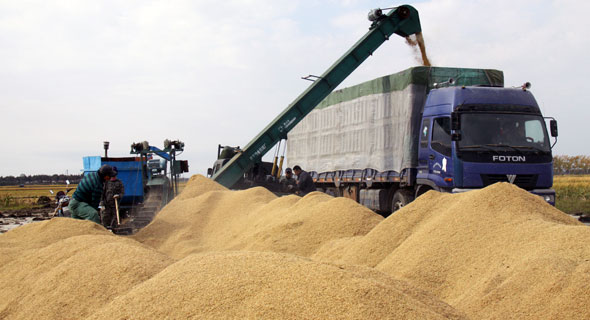 图为黑龙江东粮集团在场院进行粮食收购.