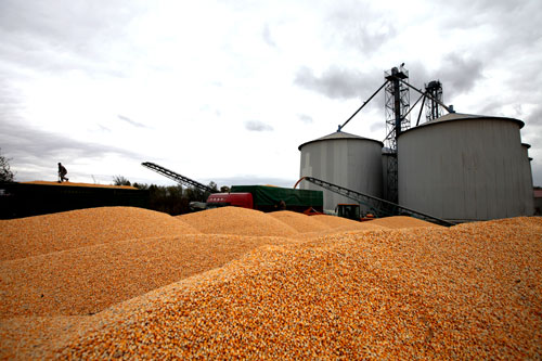 图为刚收获回来的玉米正在进行烘干.