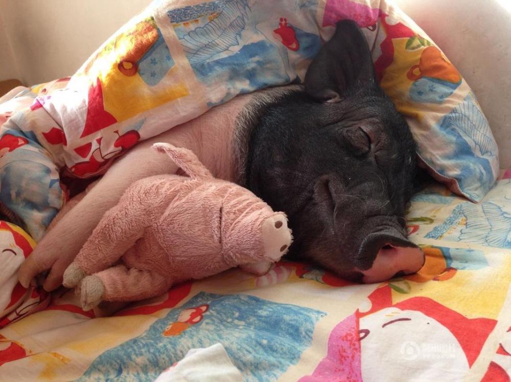 猪躺着睡觉搞笑图片图片