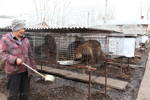 经济绥棱貉子养殖户带动农民年增收近70万元