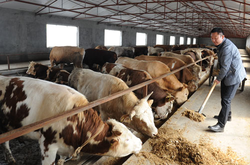 民生绥棱下岗职工绿色育肥牛养殖年创产值1200万元