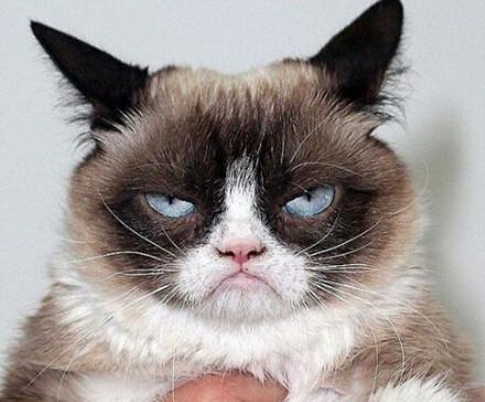 双语阅读满脸怨念不爽猫不爽狗走红网络