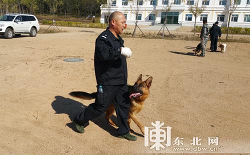 警犬當家揭秘大興安嶺地區警犬基地