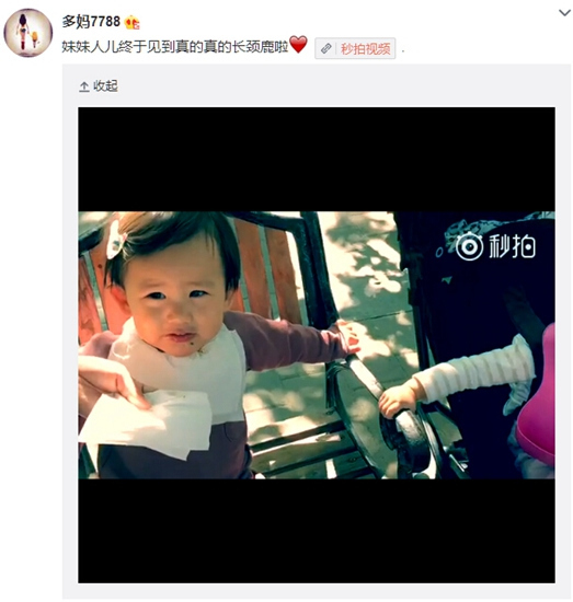 黄磊二女儿见长颈鹿 摔倒后爬起来露微笑(图)