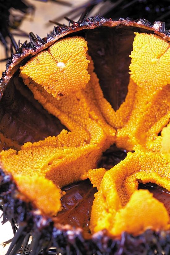 吃海胆季节到 紫海胆驾临