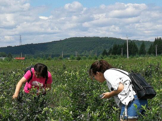 2018伊春友好蓝莓文化节暨第七届蓝莓采摘节7月26日盛大启幕