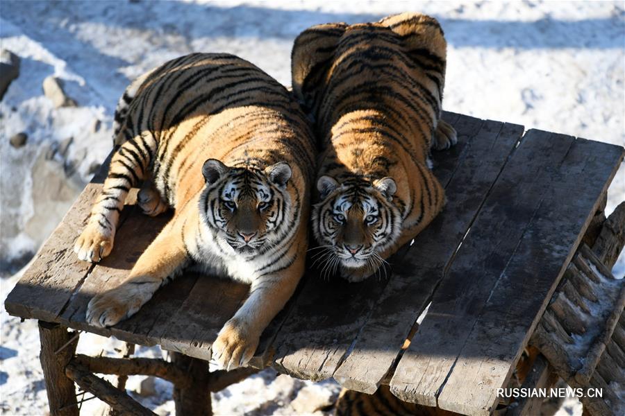 Уссурийский тигр и панда. Тигры Северо-Востока Китая. Бенгальский тигр и Амурский тигр разница. Виды тигров отличия. Амурский тигр и Уссурийский тигр отличия.