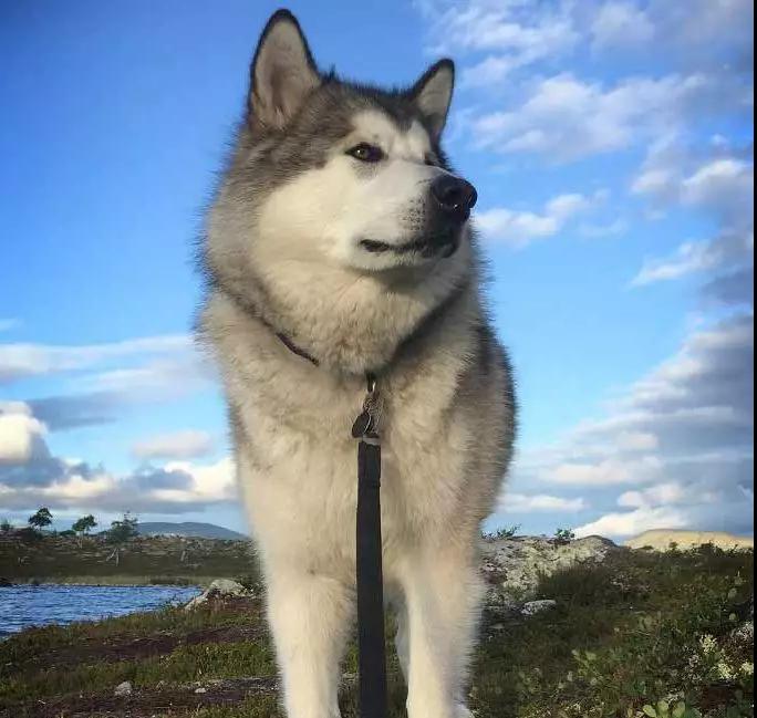 是最古老的极地雪橇犬之一,它的名字取自爱斯基摩人的伊努伊特族的一