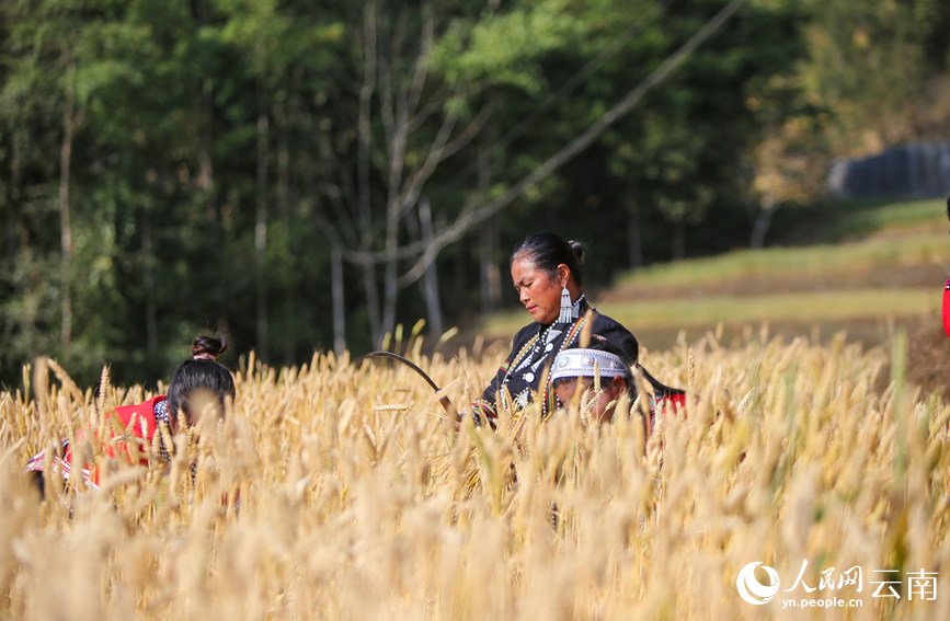 In pics: Winter wheat harvest in Ximeng Wa Autonomous County, SW China ...