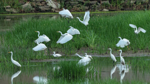 Various species of birds pictured across China